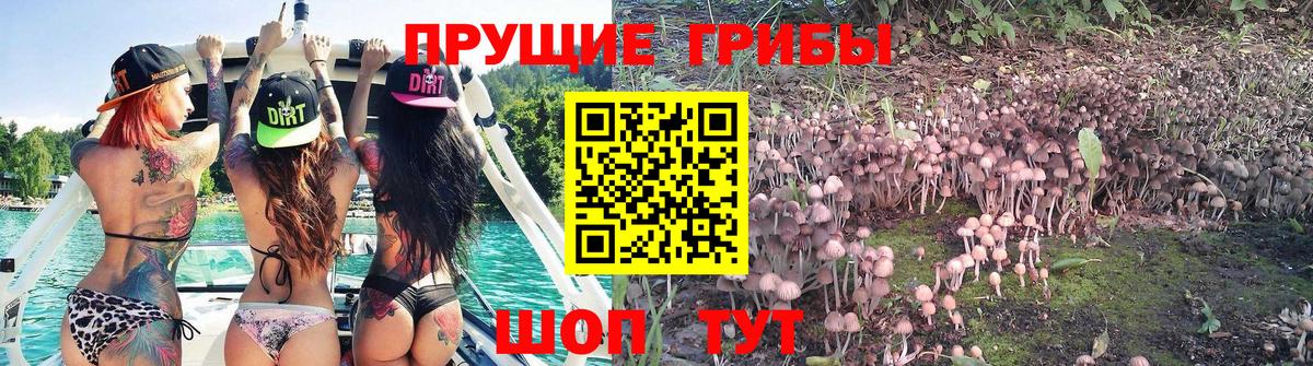 Галлюциногенные грибы прущие грибы Великий Новгород